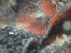 Watersipora subatra