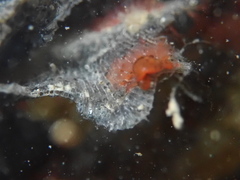 Watersipora subatra