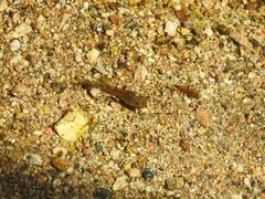 Pseudacris hypochondriaca