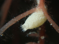 Sycon ciliatum
