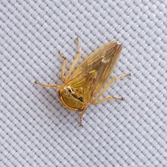 Rhytidodus decimusquartus