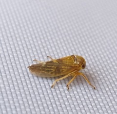 Rhytidodus decimusquartus