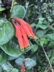 Macleania smithiana