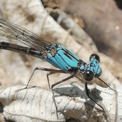 Argia funcki