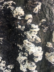 Bjerkandera adusta