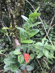 Macleania smithiana