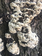 Bjerkandera adusta