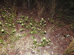 Pultenaea petiolaris