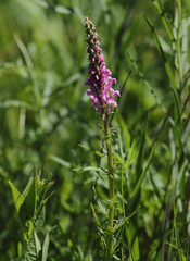 Pedicularis elata