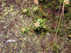 Pultenaea petiolaris