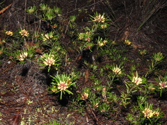 Pultenaea petiolaris