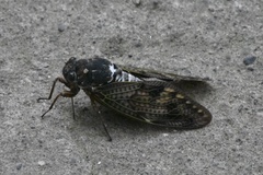 Graptopsaltria nigrofuscata