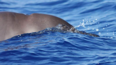 Mesoplodon