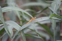 Crocothemis servilia