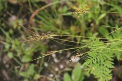 Juncus gracillimus