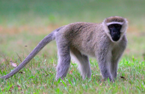 Tantalus Monkey