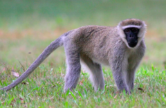 Chlorocebus tantalus