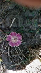 Dianthus campestris