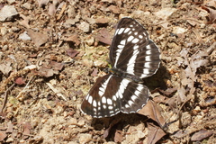 Neptis pryeri