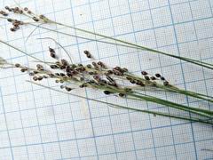 Juncus gracillimus
