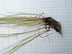 Juncus gracillimus