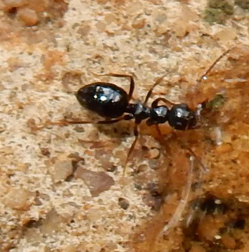 Lepisiota incisaLepisiota incisa
