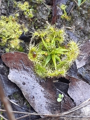 Drosera hookeri