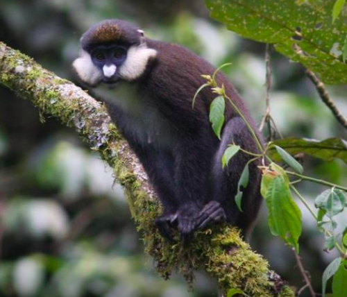 Red-tailed Monkey