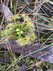 Drosera hookeri