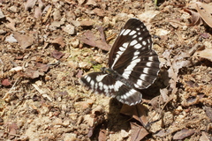 Neptis pryeri