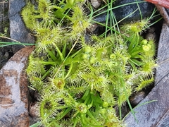 Drosera hookeri