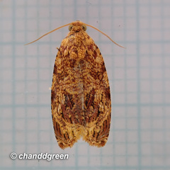 Phaecasiophora cornigera