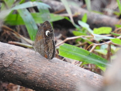 Mycalesis junonia