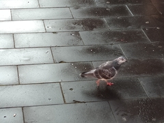 Columba livia domestica