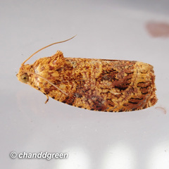 Phaecasiophora cornigera