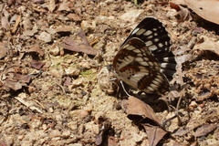 Neptis pryeri