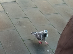 Columba livia domestica