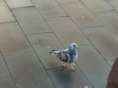 Columba livia domestica