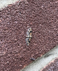 Eupithecia linariata