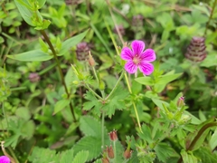 Geranium polyanthes