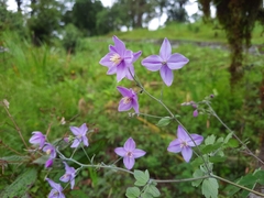 Thalictrum chelidonii