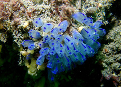 Clavelina australis