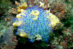 Clavelina australis