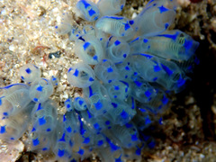 Clavelina australis