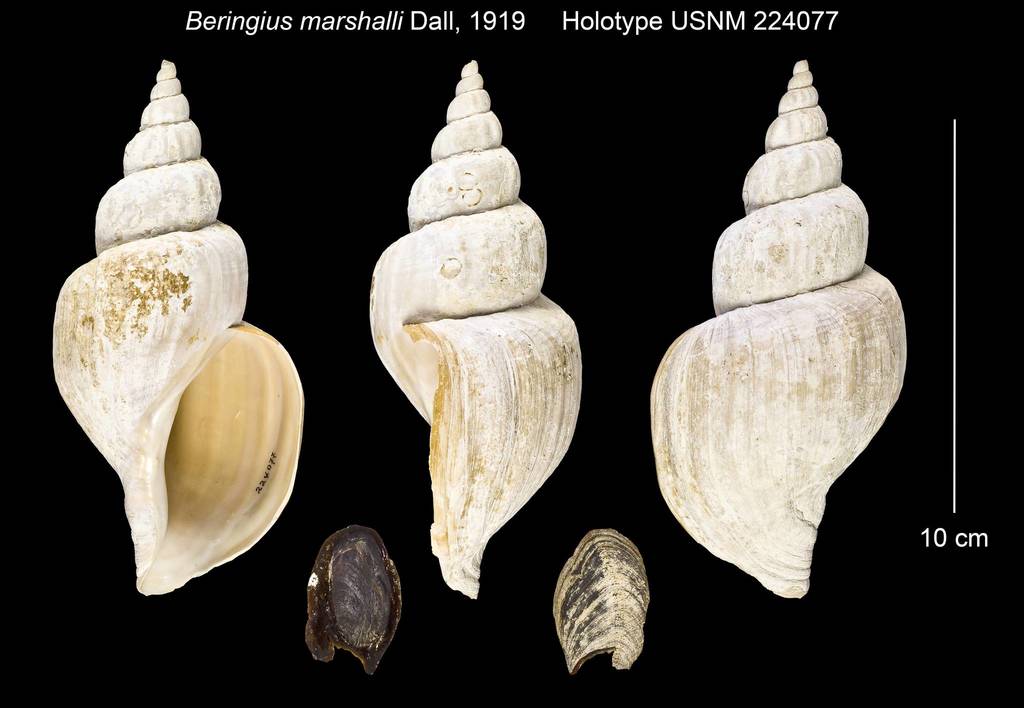 Beringius