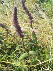 Stachydeae