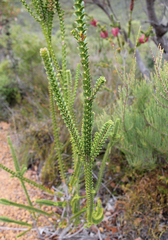 Melaleuca sparsa