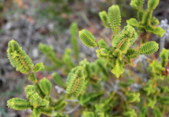 Melaleuca transversa