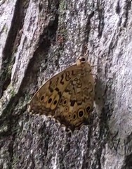 Neope goschkevitschii