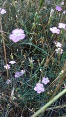 Dianthus campestris